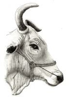 SSUDHI