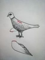 ESTER