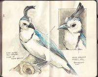 2025-magpie-jay-costa-rica