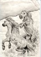 chadlonius-wildhorses