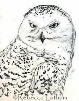 SnowyOwlSketch0107