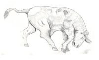 bull