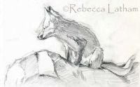 FoxKitSketch0207